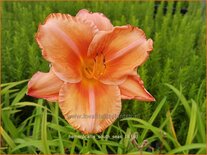 Hemerocallis &#39;South Seas&#39;