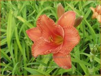 Hemerocallis &#39;South Seas&#39;