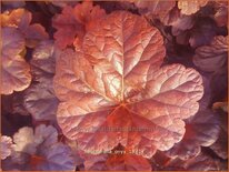 Heucherella &#39;Onyx&#39;