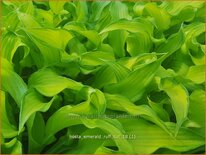 Hosta 'Emerald Ruff Cut'