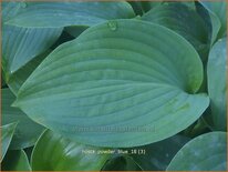 Hosta 'Powder Blue'