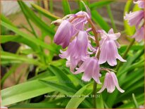 Hyacinthoides hispanica 'Rose'