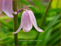 Hyacinthoides hispanica 'Rose'