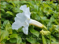 Incarvillea delavayi 'Snowtop'