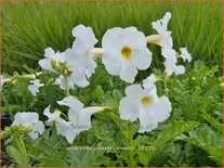 Incarvillea delavayi 'Snowtop'