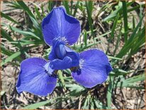 Iris sibirica &#39;Silver Edge&#39;