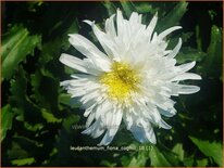 Leucanthemum 'Fiona Coghill'