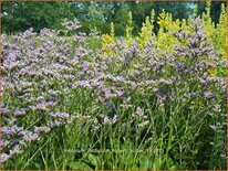 Limonium latifolium &#39;Robert Butler&#39;