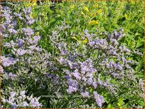 Limonium latifolium &#39;Robert Butler&#39;