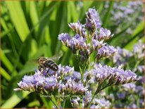 Limonium latifolium &#39;Robert Butler&#39;