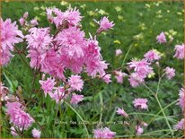 Lychnis flos-cuculi 'Petite Jenny'