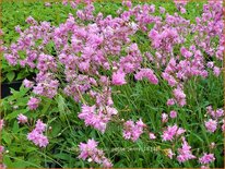 Lychnis flos-cuculi 'Petite Jenny'