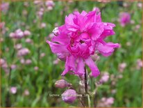 Lychnis viscaria 'Plena'