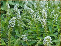 Lysimachia 'Snow Candle'