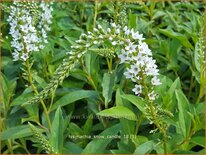 Lysimachia 'Snow Candle'