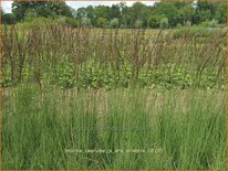 Molinia caerulea 'JS Aha-Erlebnis'