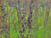 Molinia caerulea &#39;Torch&#39;