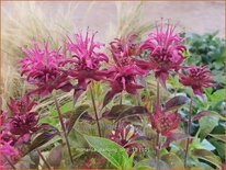 Monarda 'Dancing Bird'