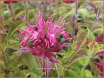 Monarda 'Dancing Bird'