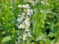 Nepeta nuda 'Alba'