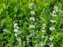 Nepeta nuda 'Alba'