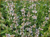 Nepeta nuda 'Anne's Choice'