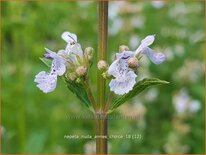 Nepeta nuda 'Anne's Choice'