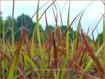 Panicum virgatum &#39;Hot Rod&#39;