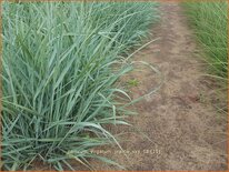 Panicum virgatum &#39;Prairie Sky&#39;