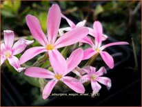 Phlox adsurgens 'Wagon Wheel'