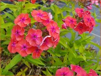 Phlox &#39;Flame Coral&#39;