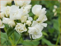 Phlox &#39;Tiara&#39;