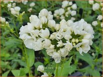 Phlox &#39;Tiara&#39;