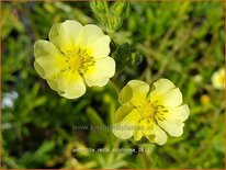 Potentilla recta 'Sulphurea'