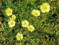 Potentilla recta 'Sulphurea'