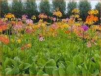 Primula bulleesiana