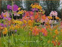 Primula bulleesiana