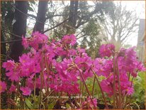 Primula rosea &#39;Grandiflora&#39;