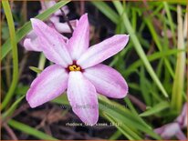 Rhodoxis 'Fairy Kisses'