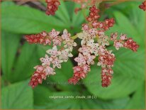 Rodgersia 'Candy Clouds'