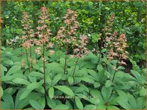 Rodgersia 'Candy Clouds'