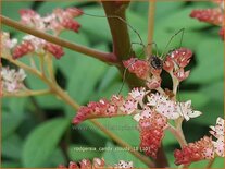 Rodgersia 'Candy Clouds'