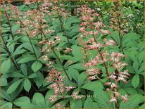 Rodgersia 'Candy Clouds'