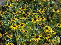 Rudbeckia fulgida &#39;Little Goldstar&#39;