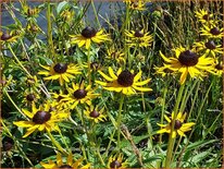 Rudbeckia fulgida &#39;Little Goldstar&#39;