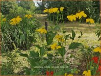 Rudbeckia nitida 'Juligold'