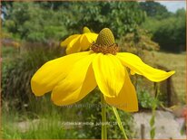 Rudbeckia nitida 'Juligold'