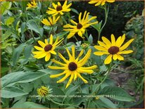 Rudbeckia subtomentosa &#39;Loofahsa Wheaton Gold&#39;