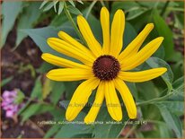 Rudbeckia subtomentosa &#39;Loofahsa Wheaton Gold&#39;