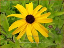 Rudbeckia subtomentosa &#39;Loofahsa Wheaton Gold&#39;